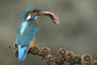 Common Kingfisher (Alcedo atthis) female perched on a branch with a fish in its beak, Lower Saxony,