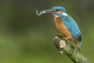 Common Kingfisher (Alcedo atthis) male perched on a branch with a fish in its beak, Lower Saxony,