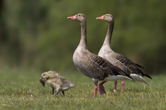 Greylag Goose (Anser anser) with chicks, Saxony-Anhalt, Germany