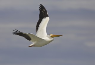 American White Pelican (Pelecanus erythrorhynchos) flying, Montana, USA