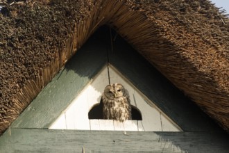 Tawny Owl (Strix aluco), Hamburg, Germany
