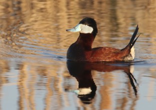 Ruddy Duck (Oxyura jamaicensis) male, Saskatchewan, Canada
