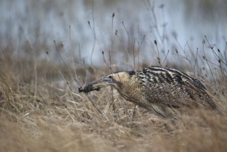 Eurasian Bittern (Botaurus stellaris) foraging, Burgenland, Austria