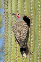 Gilded Flicker Colaptes auratus Tucson, Pima Co., ARIZONA, USA 29 April Adult Male Picidae