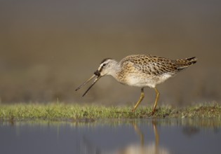 Short-billed Dowitcher (Limnodromus griseus), Ohio, USA