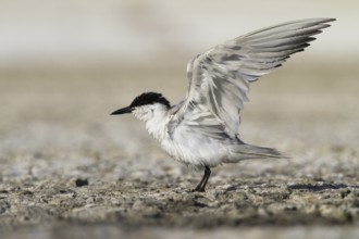 Gull-billed Tern (Gelochelidon nilotica), Castile-La Mancha, Spain