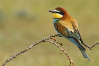 European Bee-eater (Merops apiaster), Castile, Spain