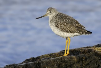 Greater Yellowlegs (Tringa melanoleuca), British Columbia, Canada