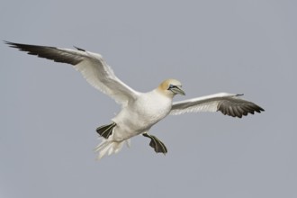 Northern Gannet (Morus bassanus) flying, Quebec, Canada