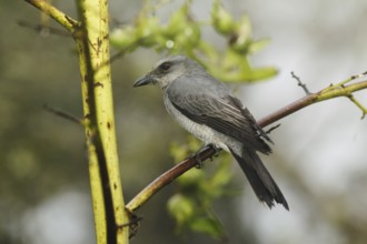 Large Cuckooshrike (Coracina macei), Fraser's Hill, Malaysia