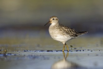 Sharp-tailed Sandpiper (Calidris acuminata), Victoria, Australia