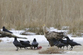 White-tailed Eagle (Haliaeetus albicilla), Mecklenburg-Western Pomerania, Germany