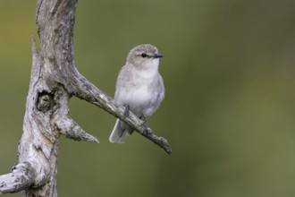 Jacky Winter (Microeca fascinans), Queensland, Australia