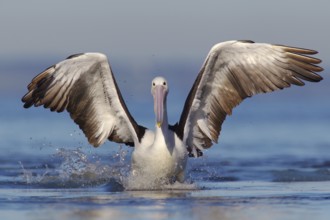 Australian Pelican (Pelecanus conspicillatus), Victoria, Australia