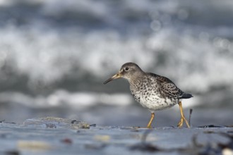 Purple Sandpiper (Calidris maritima), Schleswig-Holstein, Germany