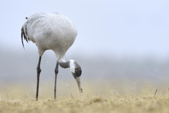 Common Crane (Grus grus), Mecklenburg-Western Pomerania, Germany