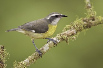 Bananaquit (Coereba flaveola), Ecuador