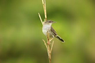 Styan's Grasshopper Warbler (Locustella pleskei), Miyakejima, Japan