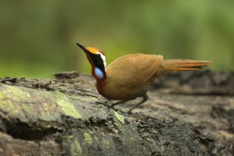 Rail-babbler (Eupetes macrocerus), Pahang, Malaysia