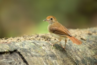 Ferruginous Babbler (Trichastoma bicolor), Pahang, Malaysia