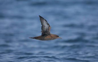 Sooty Shearwater Puffinus griseus San Diego, California, United States 14 September Adult