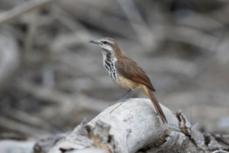 Spotted Palm Thrush (Cichladusa guttata), Lake Baringo, Kenya