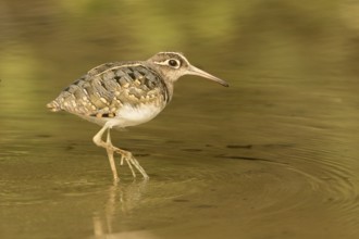 Greater Painted-snipe (Rostratula benghalensis), Gambia