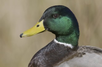 Mallard (Anas platyrhynchos) male, Lower Saxony, Germany