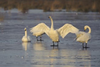 Whooper Swan (Cygnus cygnus), Lower Saxony, Germany