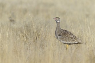 Southern Black Korhaan (Afrotis afra) female, Oshikoto, Etosha National Park, Namibia