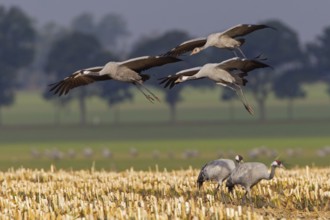 Common Crane (Grus grus) flying, Mecklenburg-Western Pomerania, Germany
