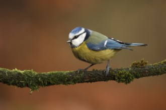 Eurasian Blue Tit (Cyanistes caeruleus), Utrecht, Netherlands