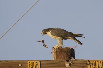 Peregrine Falcon (Falco peregrinus), California, USA