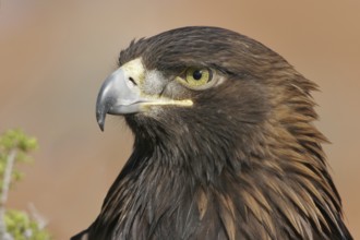 Golden Eagle (Aquila chrysaetos), Utah, USA