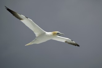 A gannet floats gracefully against a grey sky