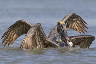 Brown Pelican (Pelecanus occidentalis), Florida, USA