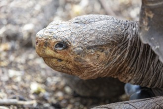 Giant tortoise (Chelonoidis nigra), Santa Cruz, Galapagos, Ecuador