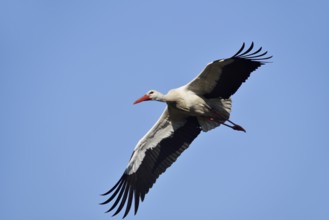 White stork (Ciconia ciconia) flying, North Rhine-Westphalia, Germany