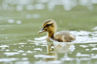 Mallard (Anas platyrhynchos), swimming chick, North Rhine-Westphalia, Germany