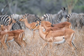Impala (Aepyceros melampus) with red-billed oxpecker (Buphagus erythrorynchus), black heeler