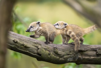 South American coati (Nasua nasua) youngsters on an old tree trunk, captive, Zoo Augsburg