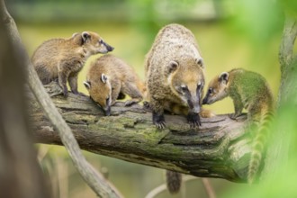 South American coati (Nasua nasua) mother with its youngsters on an old tree trunk, captive, Zoo