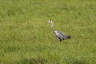 Grey heron (Ardea cinerea), Vulkaneifel, Rhineland-Palatinate, Germany