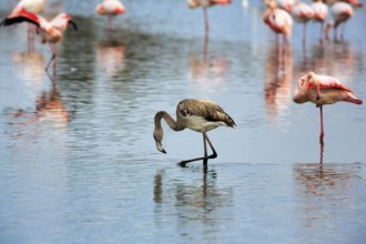 Pink flamingos (Phoenicopterus roseus), standing in the water, young bird, Pont de Gau bird park,