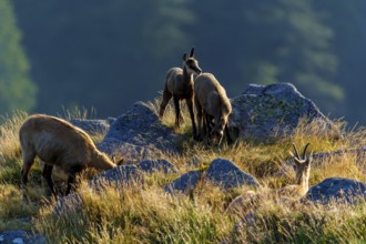 Four chamois standing on a sunny meadow with rocks in the background, chamois, chamois, (Rupicapra