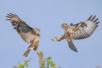 Buzzard (Buteo buteo) Buzzard chasing another buzzard from a concrete post, Wildlife, animals,