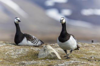 White-fronted Goose (Branta leucopsis), Geese (Anseriformes), pair on land, Aventdalen,
