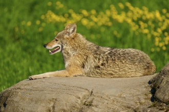 A smiling coyote resting on a rock in a green setting with yellow flowers, Coyote (Canis latrans),
