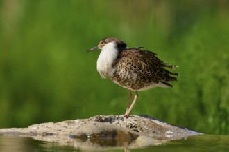 Bird standing on a stone, natural and quiet environment, Ruff (Calidris pugnax), spring, France