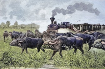 The Orient Express was stopped by a herd of buffalo, historical picture or illustration from 1894,